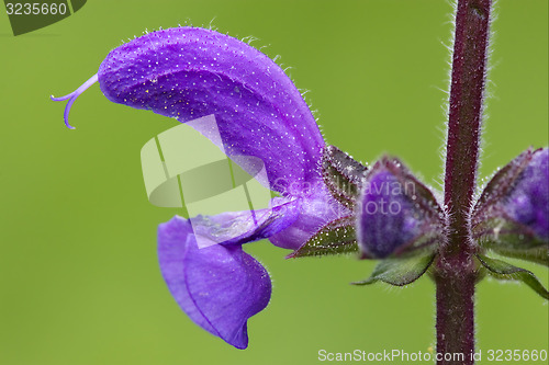 Image of violet  glechoma hederacea hirsuta labiate 