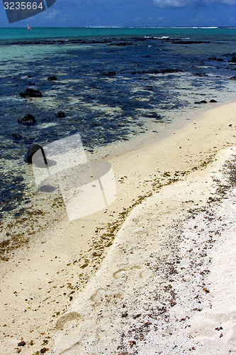 Image of seaweed  ile du cerfs mauritius