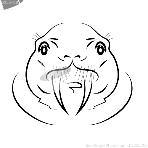 Image of Walrus Head