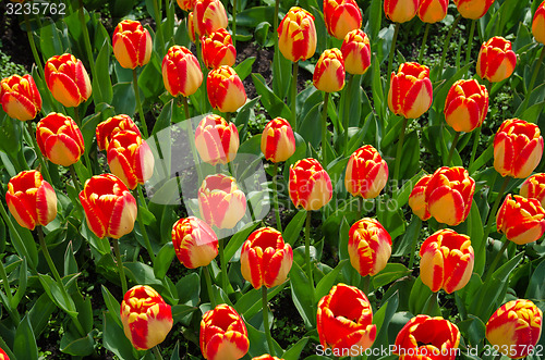 Image of Tulips all over