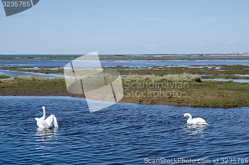 Image of Springtime swans