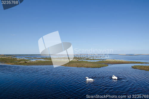 Image of Swans in wetland