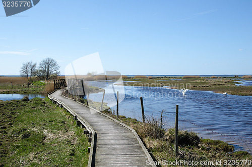 Image of Springtime in the wetlands