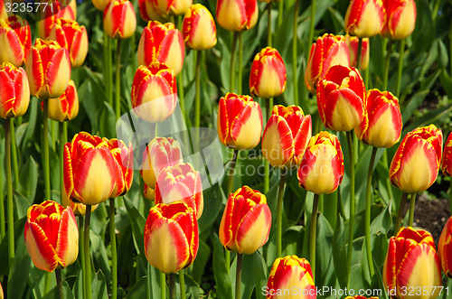 Image of Shiny tulips