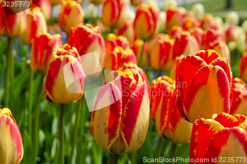 Image of Colorful tulips closeup
