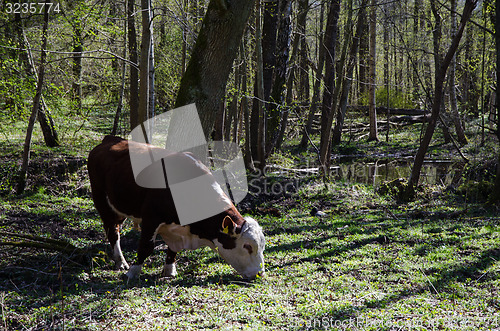 Image of Grazing cattle at springtime