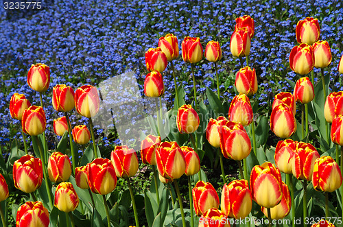 Image of Red and yellow tulips