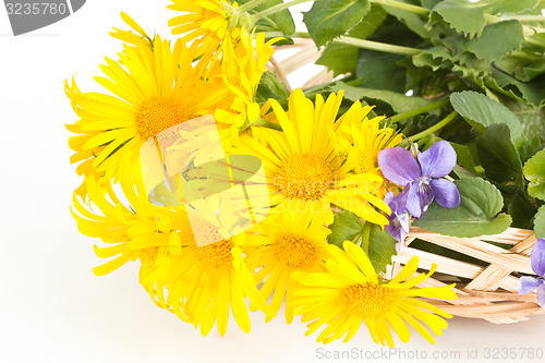 Image of Coltsfoot with violets in a basket