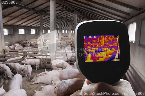 Image of Thermal Image of Pig Farm