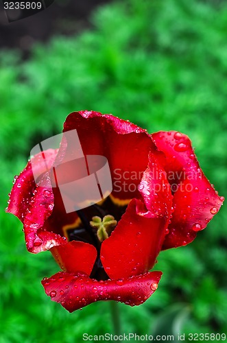 Image of faded tulip