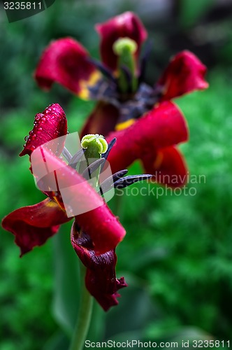 Image of faded tulip