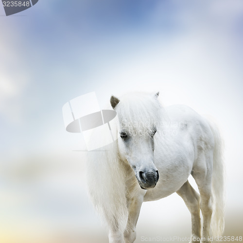 Image of White Pony