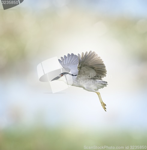 Image of Black-crowned Night Heron