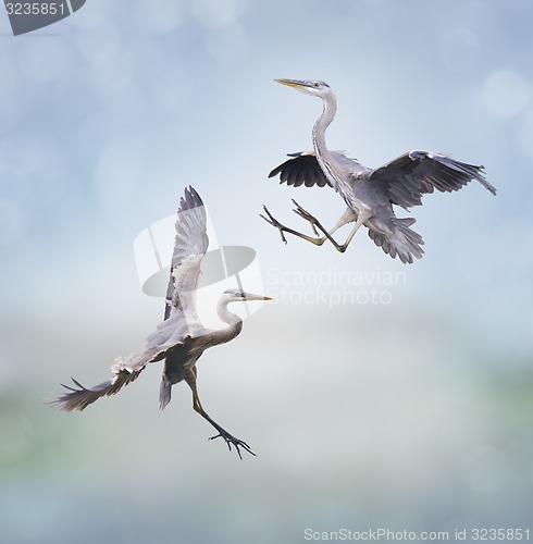 Image of Great Blue Herons