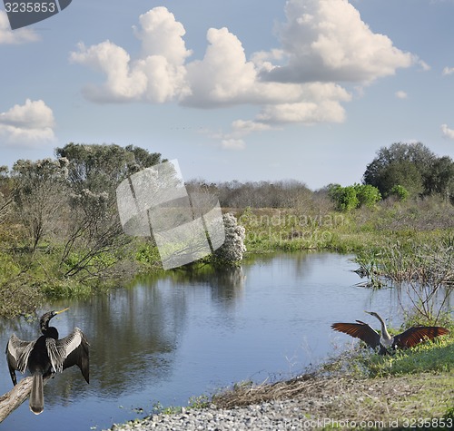 Image of Florida Wetlands