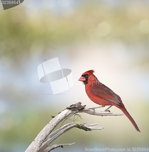 Image of Male Northern Cardinal