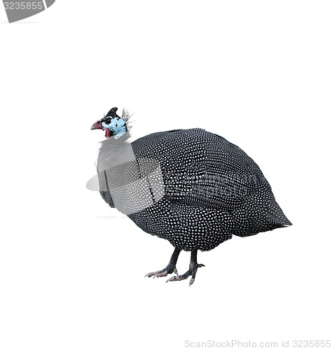 Image of Helmeted Guinea Fowl