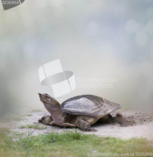 Image of Turtle  Laying  Eggs