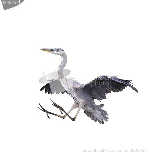 Image of Great Blue Heron