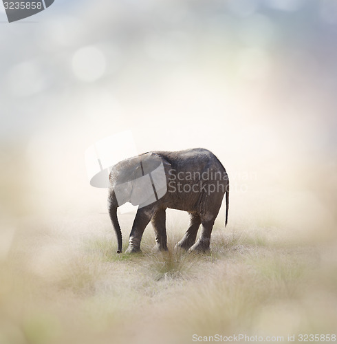 Image of Baby Elephant