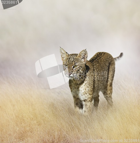 Image of Bobcat