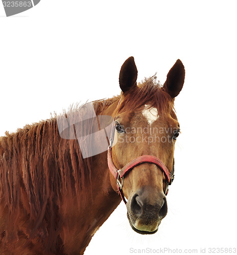 Image of Brown Horse