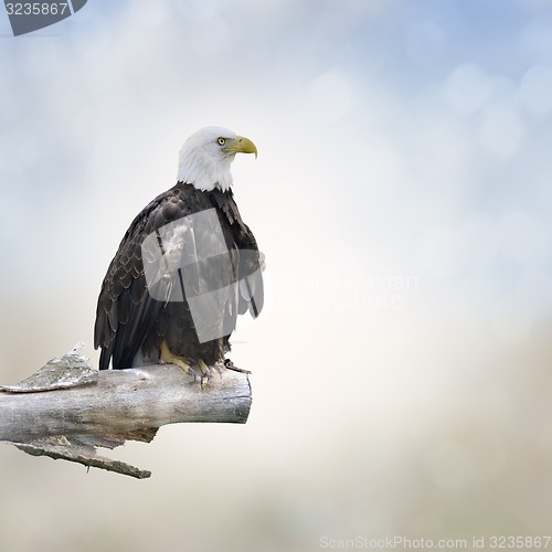 Image of Bald Eagle