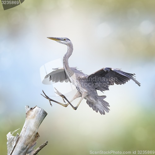 Image of Great Blue Heron