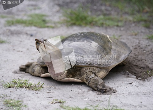 Image of Softshell Turtle