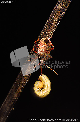 Image of Spiked shieldbug with prey. Picomerus bidens.