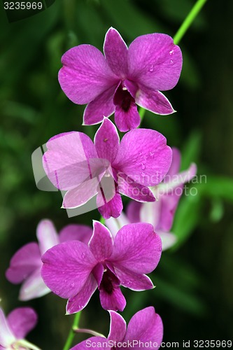 Image of ASIA THAILAND CHIANG MAI orchidee