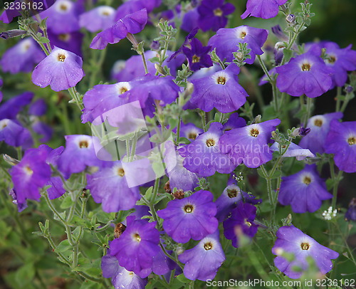 Image of purple petunia