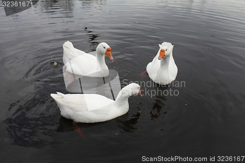 Image of Embden domestic geese
