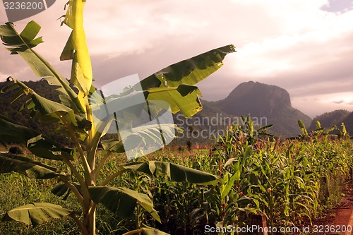 Image of ASIA THAILAND CHIANG MAI CHIANG DAO