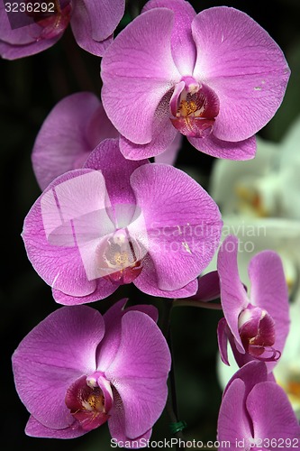 Image of ASIA THAILAND CHIANG MAI orchidee