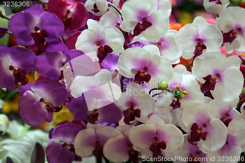 Image of ASIA THAILAND CHIANG MAI MARKET