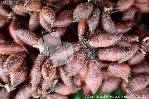 Image of ASIA THAILAND CHIANG MAI MARKET