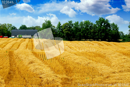 Image of Harvest grain field