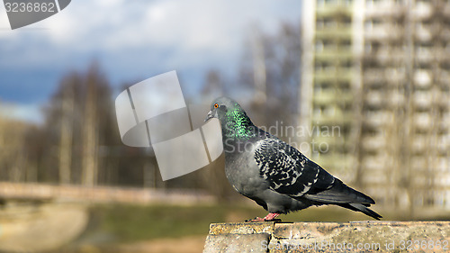 Image of Dove on the stone fence