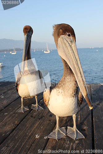 Image of California Pelicans