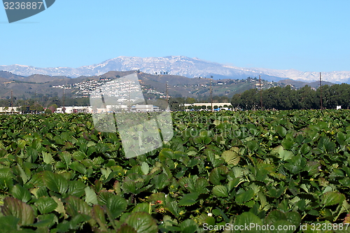 Image of Strawberry Field