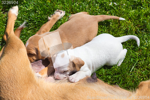 Image of Mixed-breed cute little dog family.