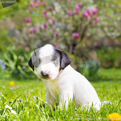 Image of Mixed-breed cute little puppy on grass.