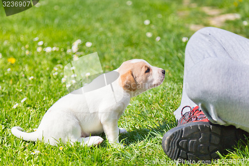 Image of Mixed-breed cute little puppy in lap.