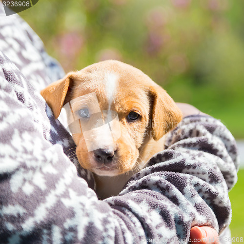 Image of Mixed-breed cute little puppy in lap.