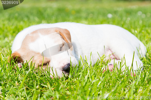 Image of Mixed-breed cute little puppy on grass.