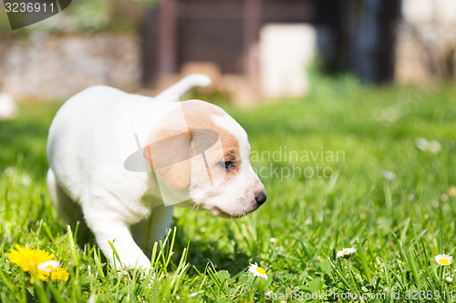 Image of Mixed-breed cute little puppy on grass.