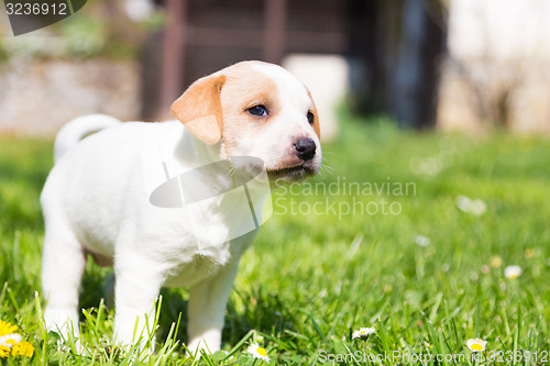 Image of Mixed-breed cute little puppy on grass.