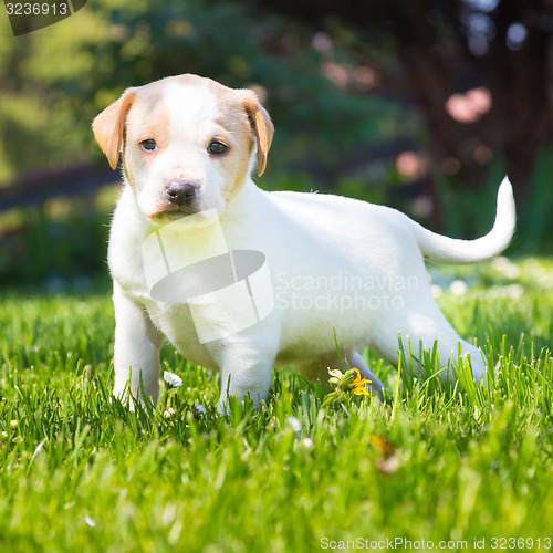 Image of Mixed-breed cute little puppy on grass.