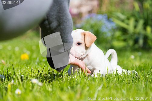 Image of Mixed-breed cute little puppy in lap.